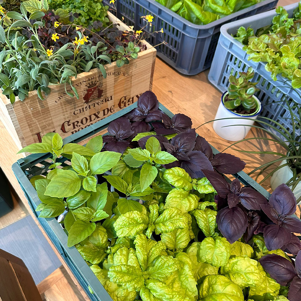 Salad Harvesting