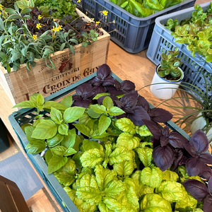 Salad Harvesting