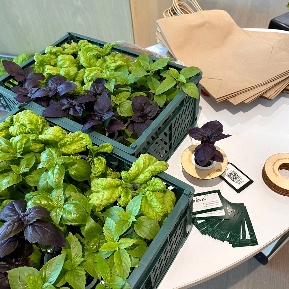 Salad Harvesting