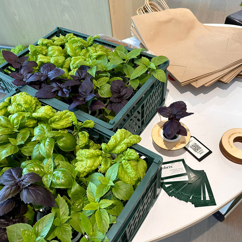 Salad Harvesting